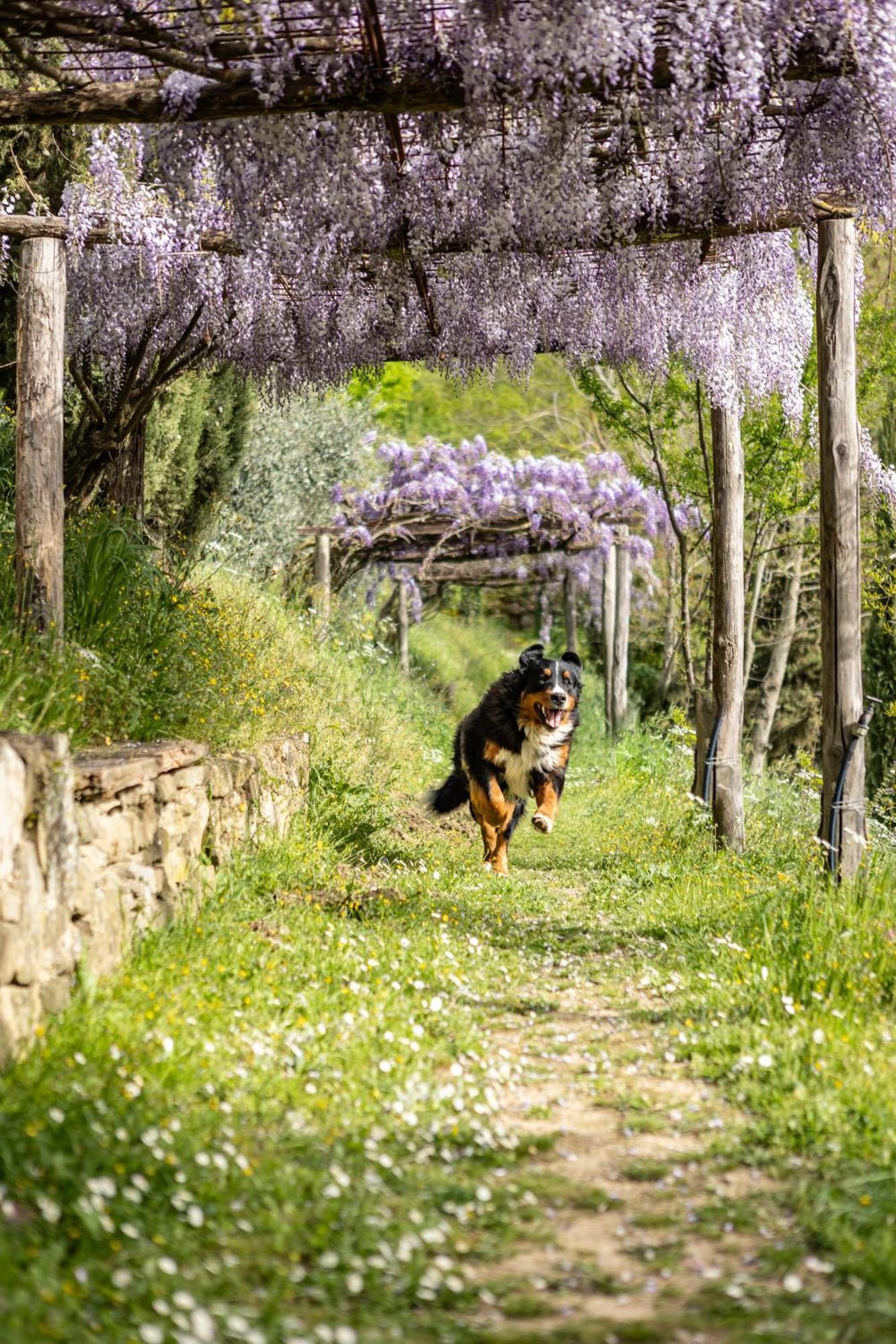 Villa Medici Donnini Arezzo Exteriér fotografie